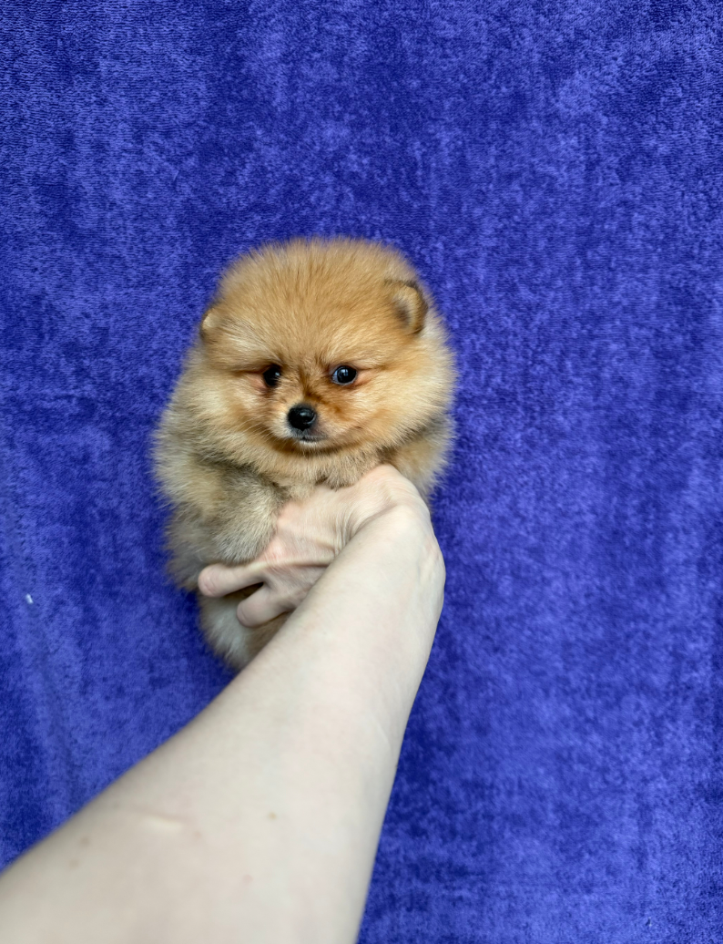 Мальчик Мальчик