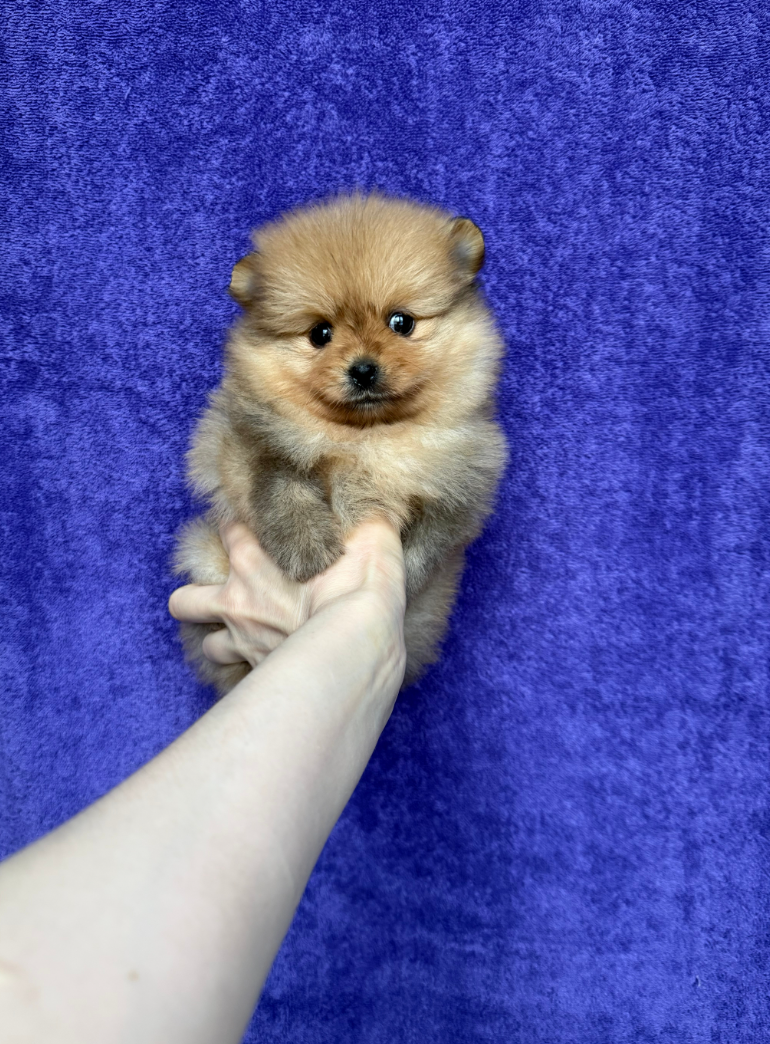 Мальчик Мальчик