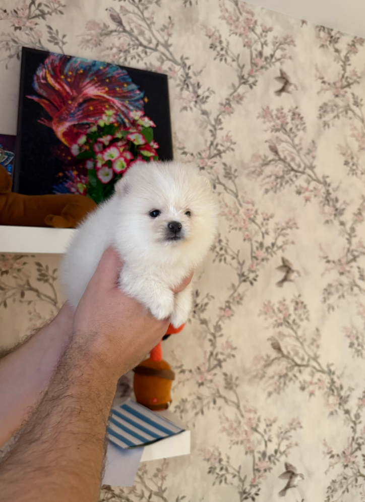 Девочка Девочка