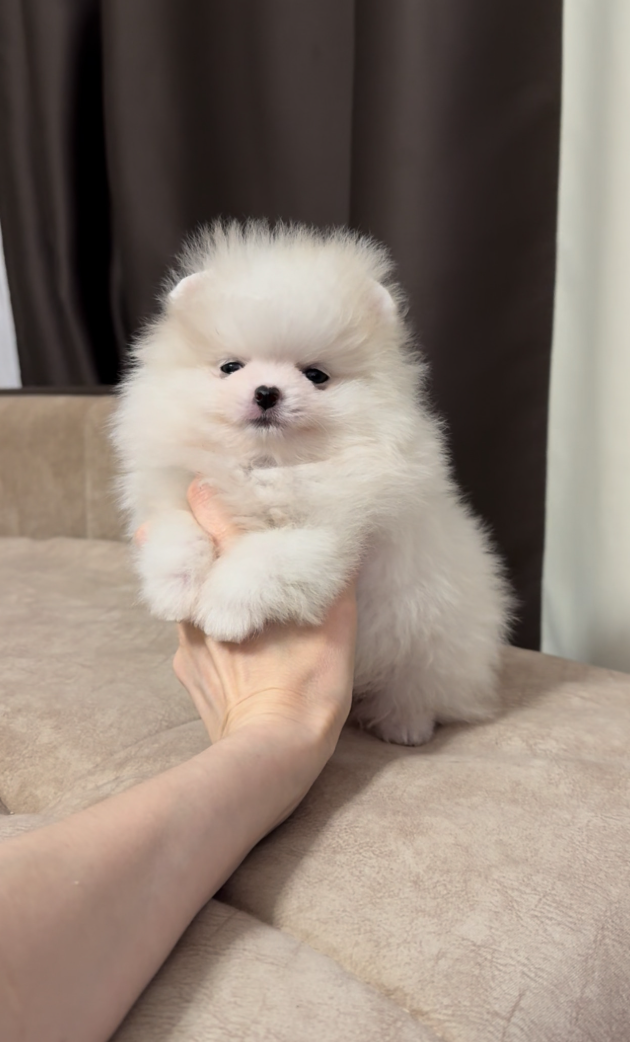 Девочка Девочка