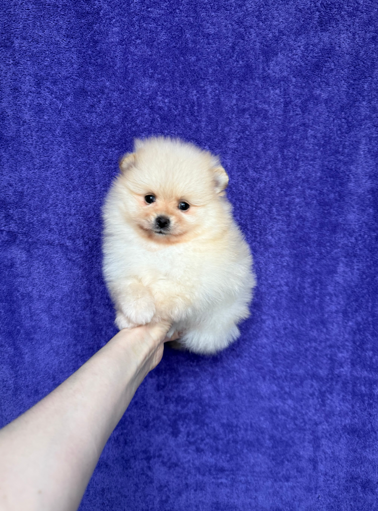 Мальчик Мальчик