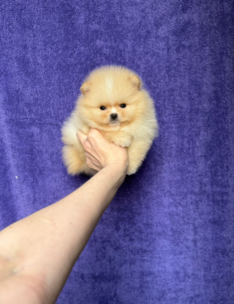 № 5 Мальчик