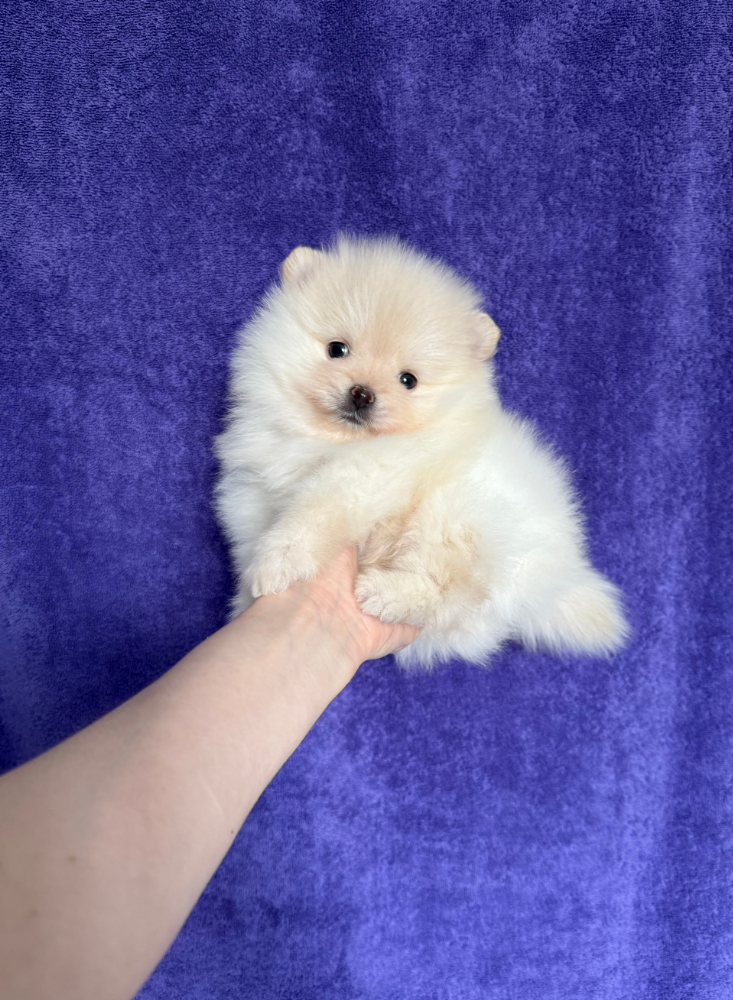 Мальчик Мальчик