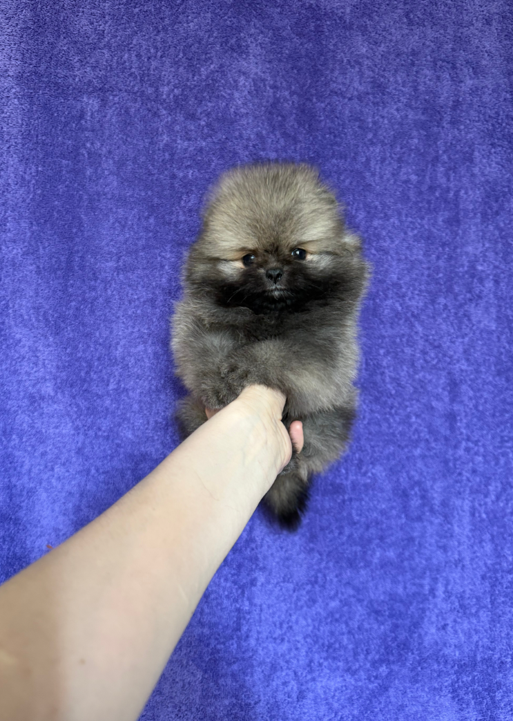 Девочка мини соболь