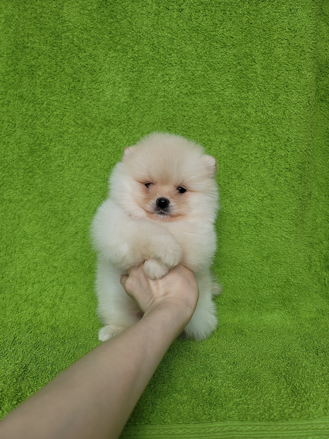 Померанский шпиц на руках