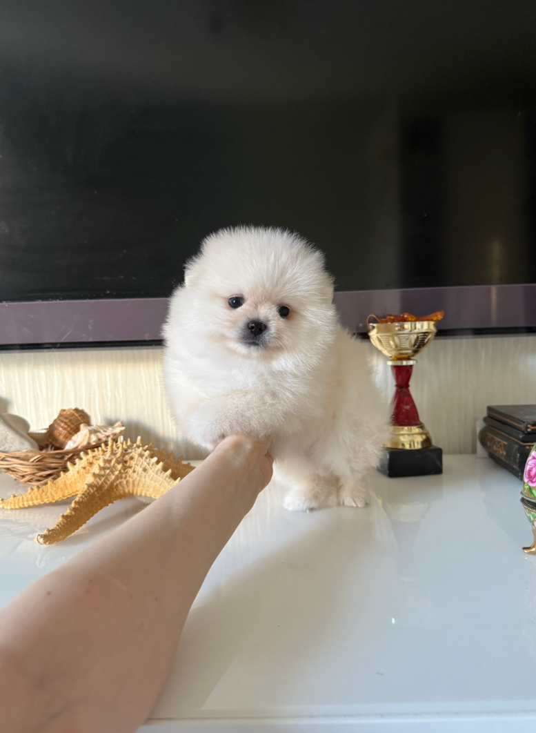 № 5 Мальчик № 5 Мальчик
