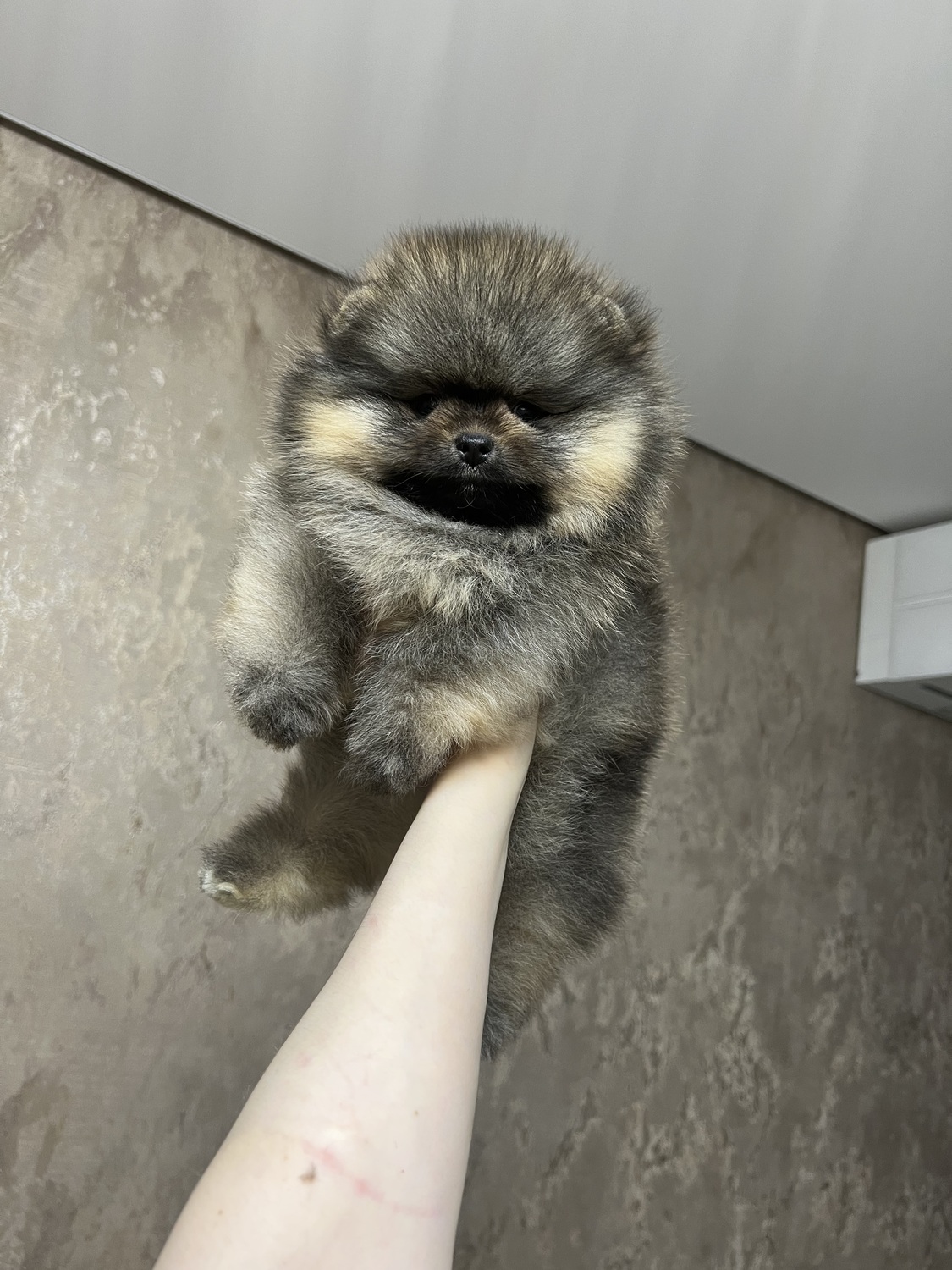 Померанский шпиц по месяцам
