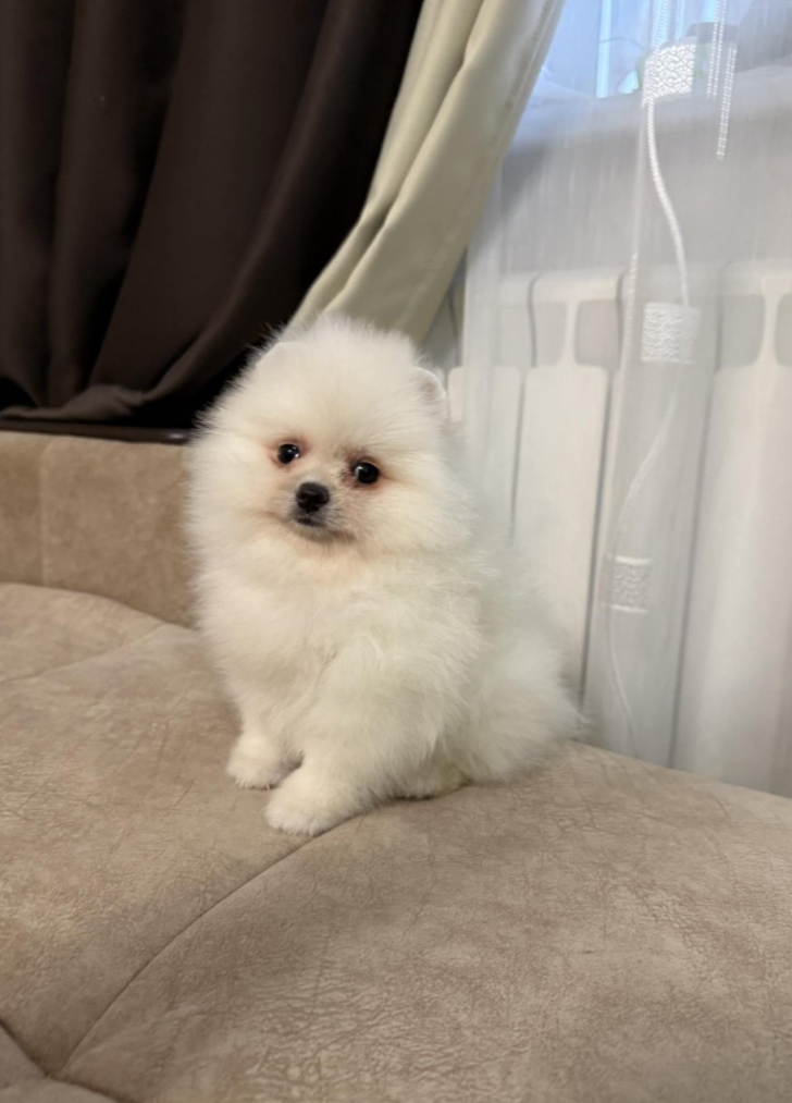 Девочка Девочка