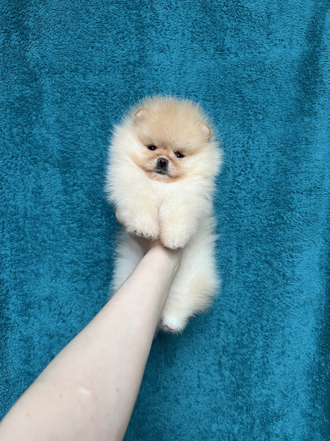 Померанский шпиц на руках