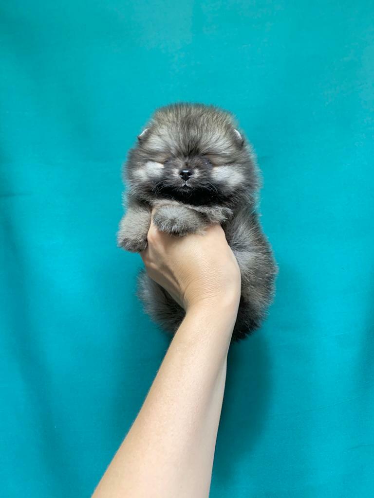 Девочка Девочка
