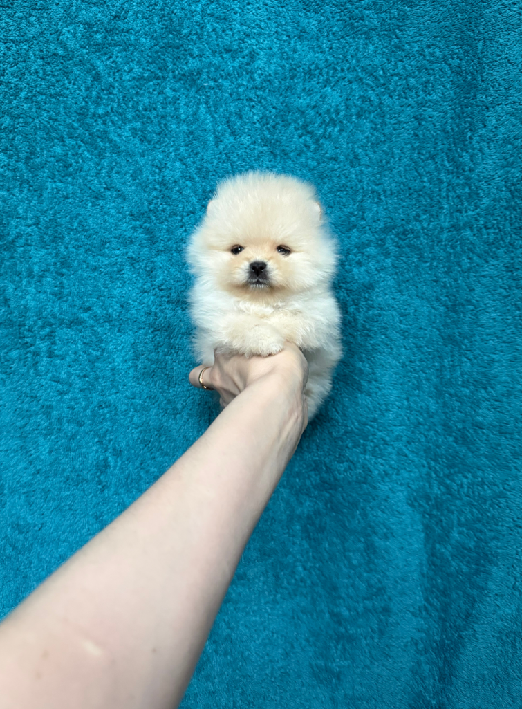 № 5 Мальчик № 5 Мальчик