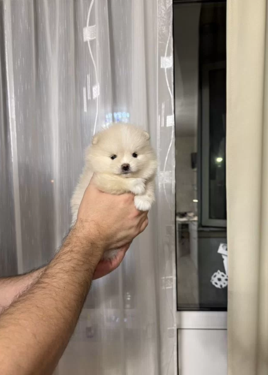 Девочка Девочка