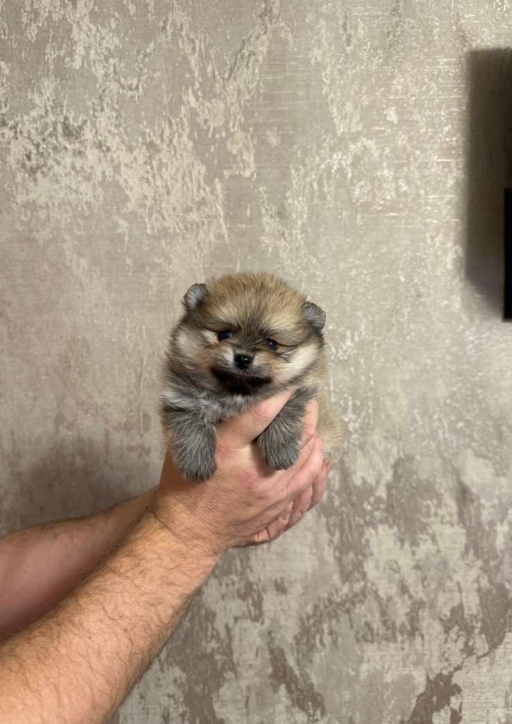 № 6 Девочка