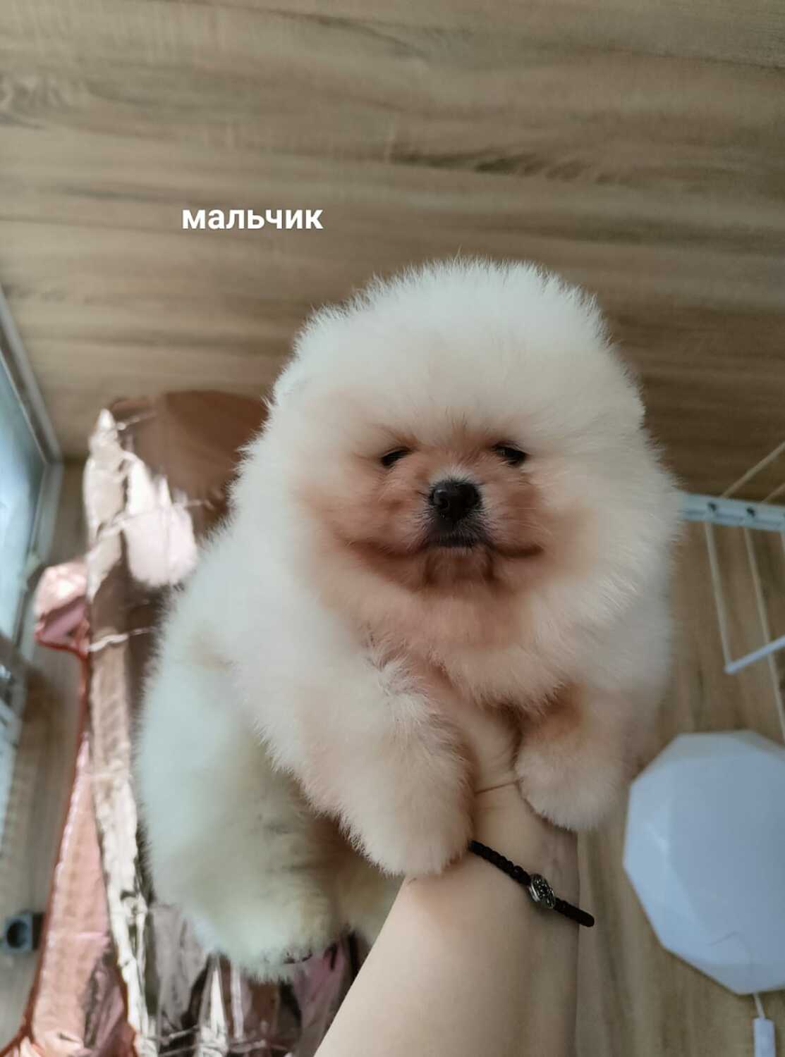 Померанский шпиц на руках