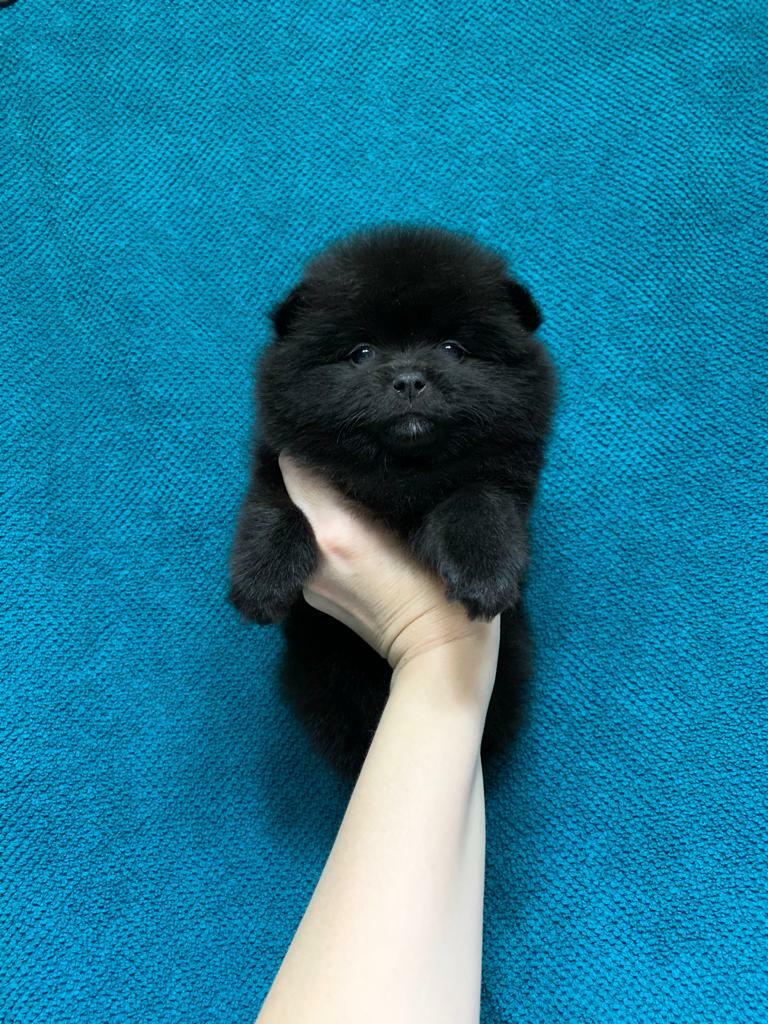 № 6 Мальчик черный № 6 Мальчик черный