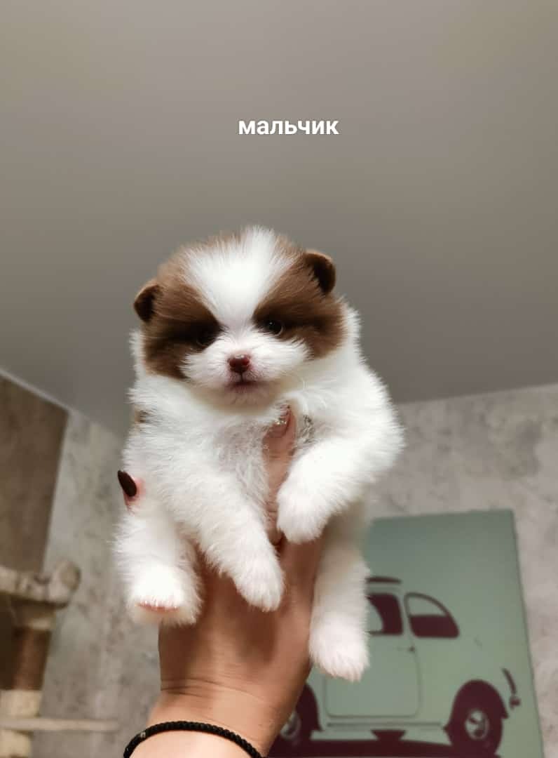 № 6 Мальчик № 6 Мальчик