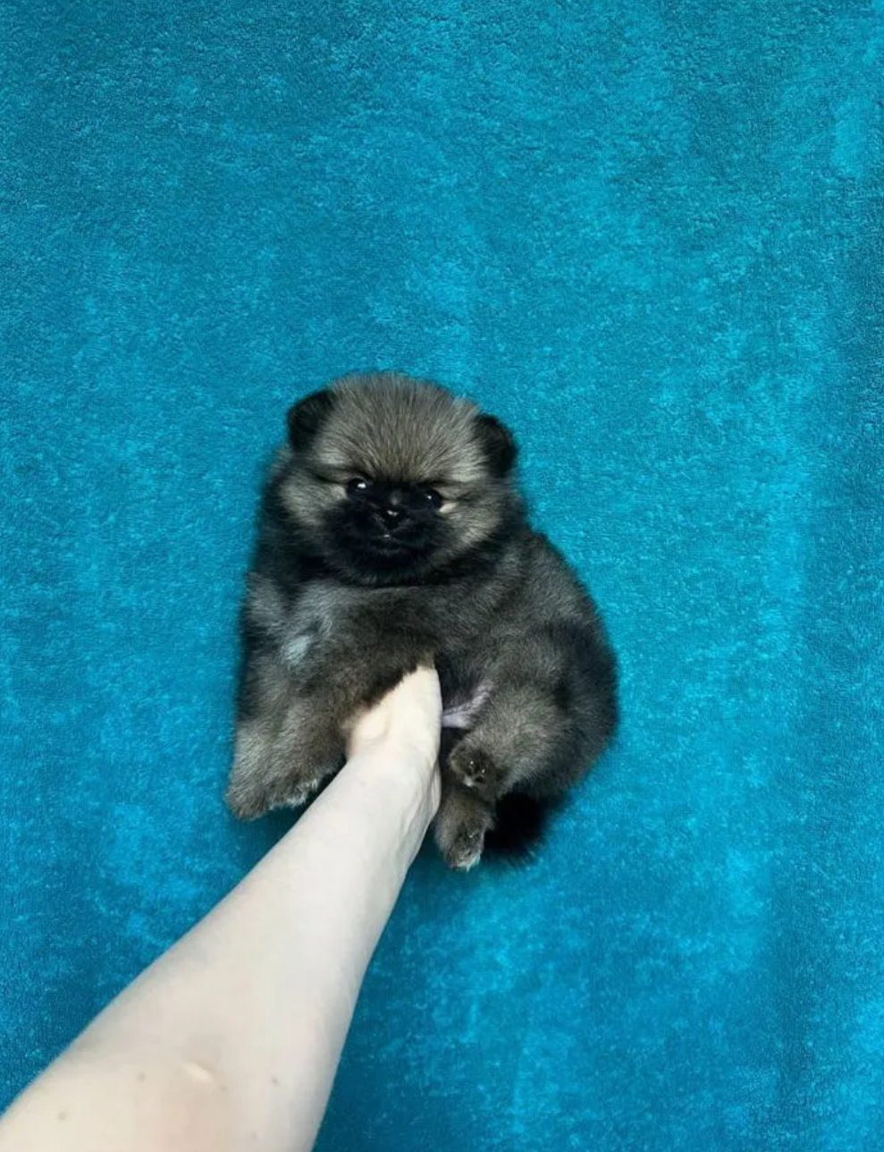 Померанский шпиц рыжий соболь