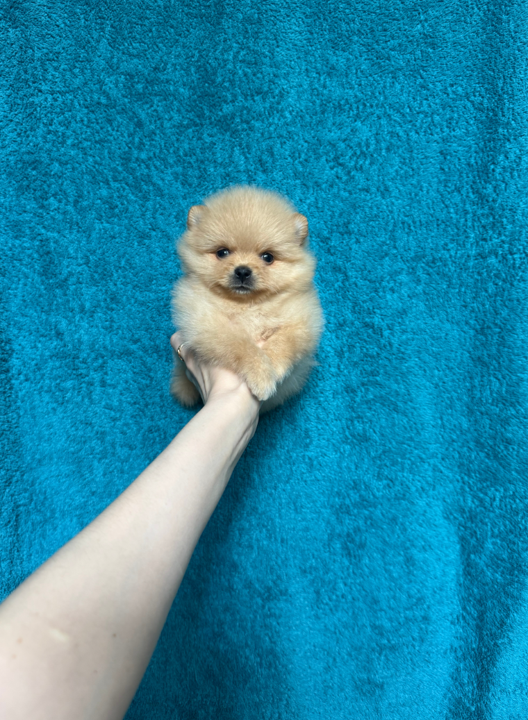 № 6 Мальчик № 6 Мальчик