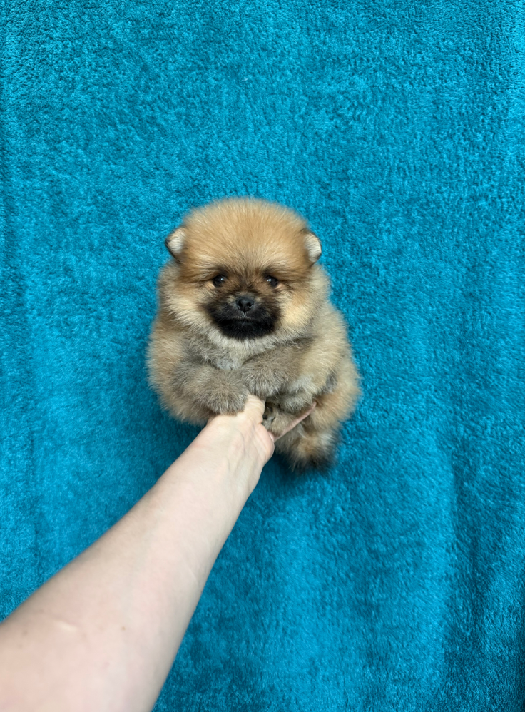 № 5 Мальчик № 5 Мальчик