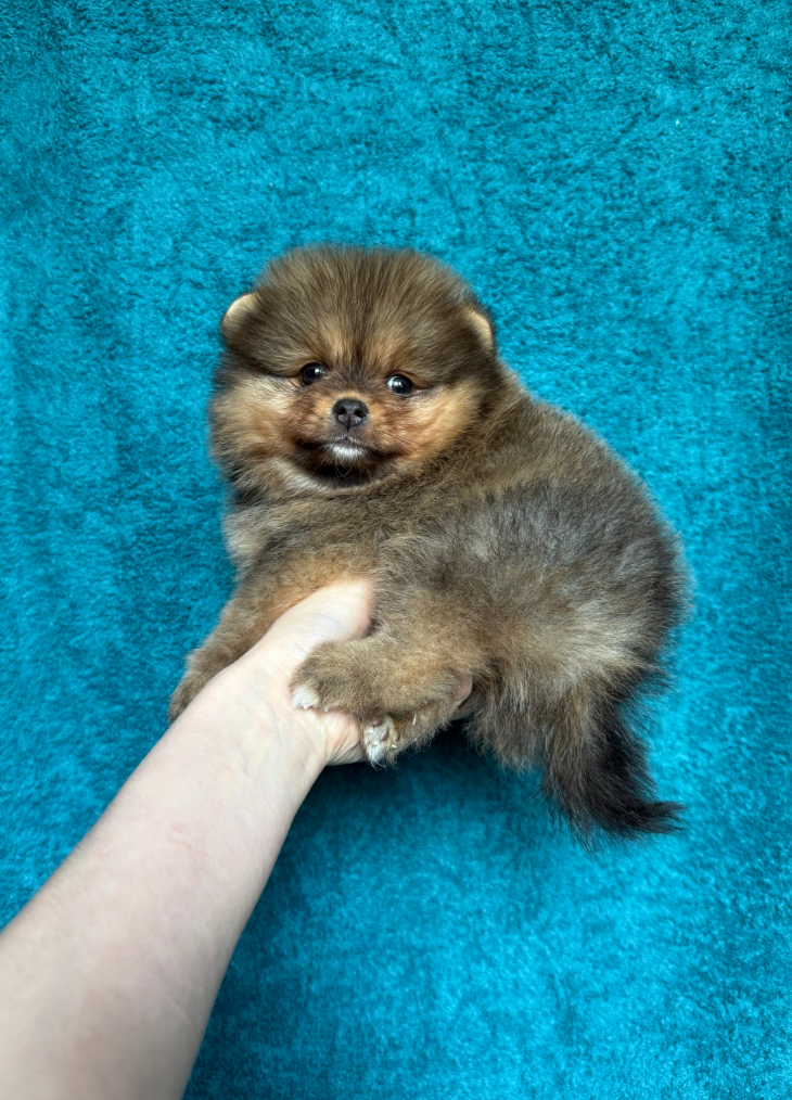 № 5 Мальчик № 5 Мальчик