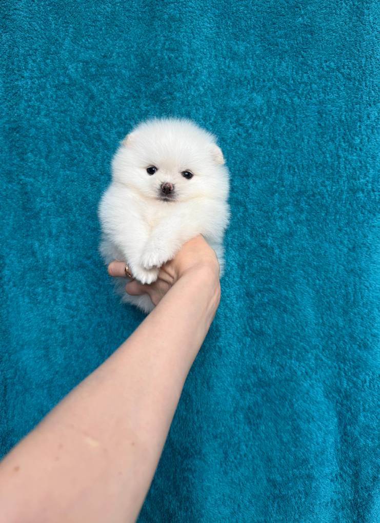 Мальчик Мальчик