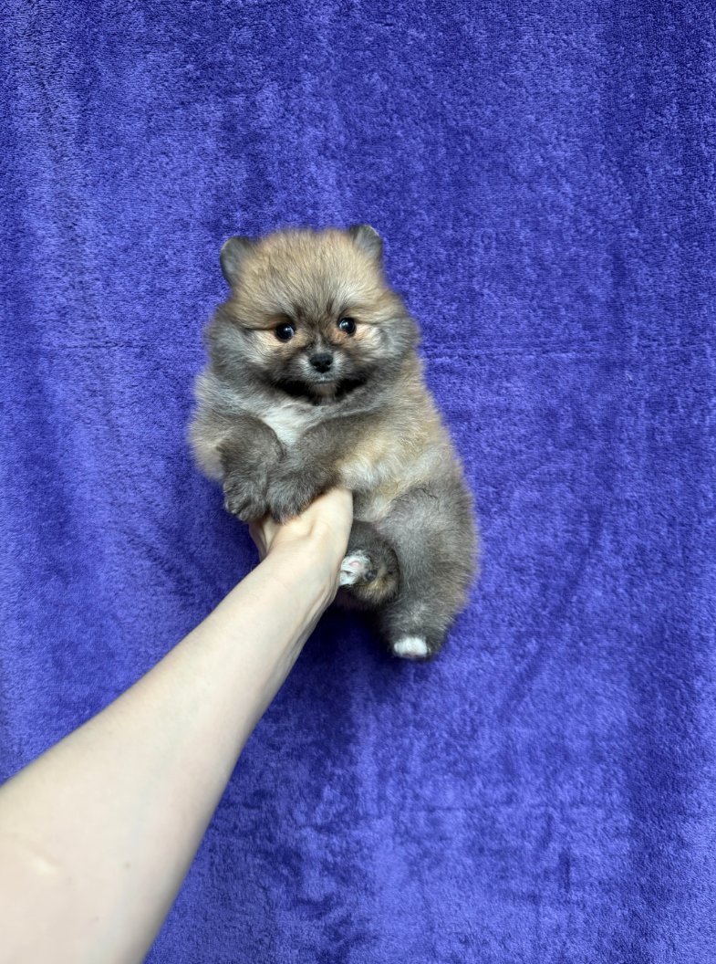 Девочка Девочка