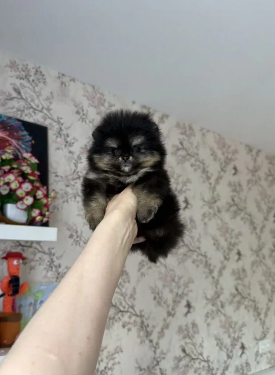 Девочка Девочка