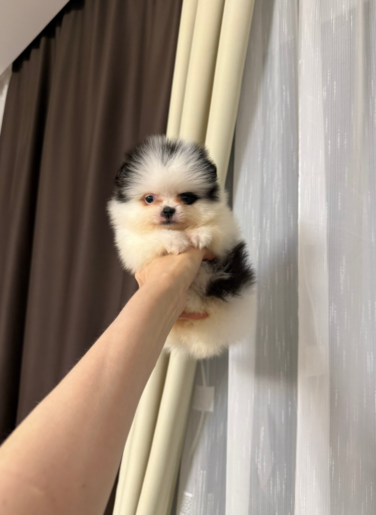 Девочка Девочка