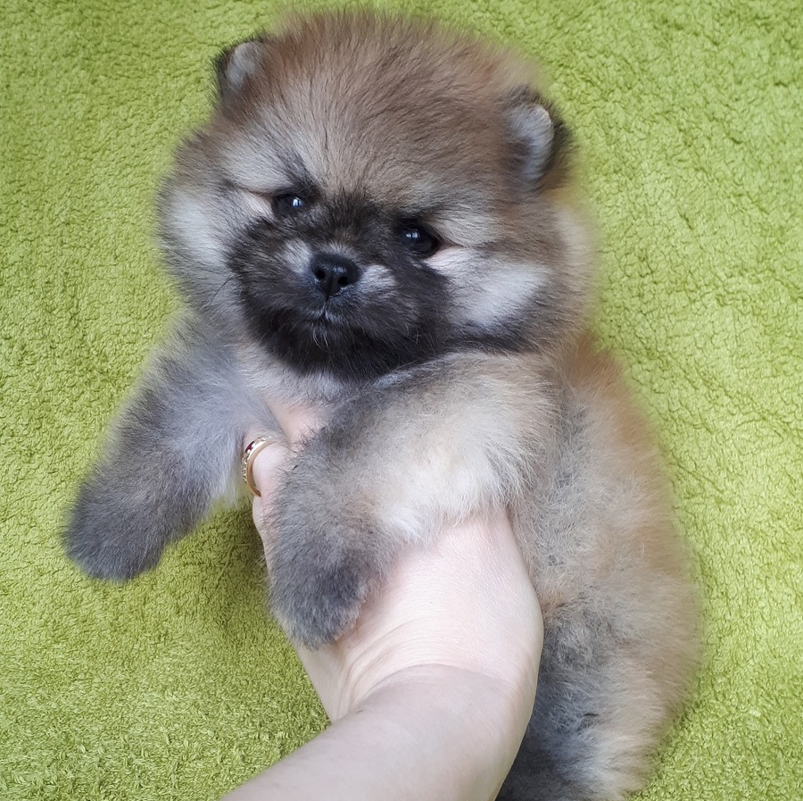 Померанский шпиц мальчик, 2 мес Померанский шпиц мальчик, 2 мес